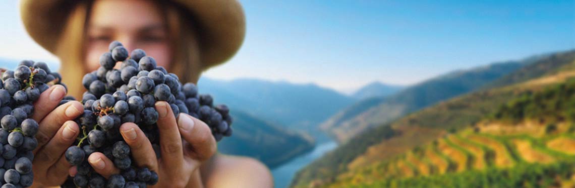 Grape harvest festival by train